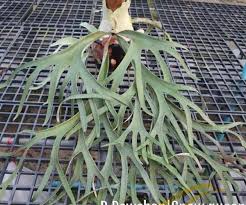 Image result for Exochaenium platypterum