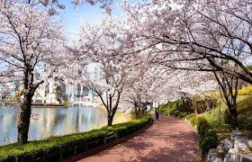 Selain festival bunga sakura di musim semi, yeouido hangang park juga terkenal dengan seoul international fireworks festival in fall. Pengen Lihat Sakura Di Korea 13 Destinasi Wisata Ini Bisa Jadi Pilihanmu