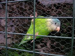 Forest the grey cheeked parakeet gets his saturday morning preening from dad. File Grey Cheeked Parakeet Brotogeris Pyrrhoptera Captivity Jpg Wikipedia