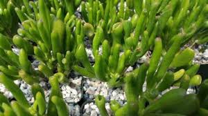 Crassula ovata et's fingers jade rare succulent live plant. Crassula Ovata Jade Et Fingers Or Shrek Plant Planet Desert