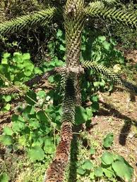 Image result for Arauk rie Araucaria