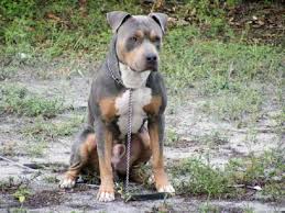 Other costs to cover include blood tests. Blue Pitbull Mixed With Rottweiler Petsidi
