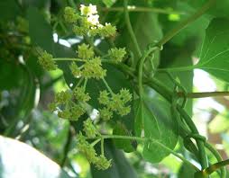 Image result for Menispermaceae