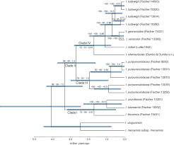 Image result for Impatiens gesneroidea