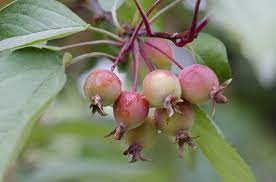 In Focus Crabapple Trees The Primrose Blog