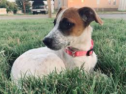 Black Australian Cattle Dog Blue Heeler Mix Adopt Olive On Blackmouthcurdog Dog For Adoption Olive A Black Mouth Cur Australian Australian Cattle Dog Blue Heeler Dog Adoption Australian Cattle Dog