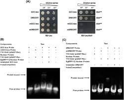 8, jalan kerinchi, kuala lumpur wilayah. Egjub1 And Egerf113 Transcription Factors As Potential Master Regulators Of Defense Response In Elaeis Guineensis Against The Hemibiotrophic Ganoderma Boninense Springerlink