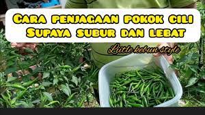 Banyak rungutan mereka yang tanam pokok cili ini, pokok tak subur, buah kecil dan sikit. Cara Penjagaan Pokok Cili Supaya Subur Dan Berbuah Lebat Little Kebun Youtube