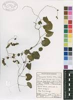 Image result for Cissampelos torulosa