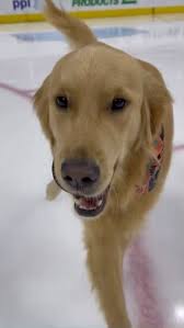 Good Morning!!! Do you remember Tema!?!? She was our bajillion dollar dog  😂🤦🏽‍♂️ She got hurt and needed stitches