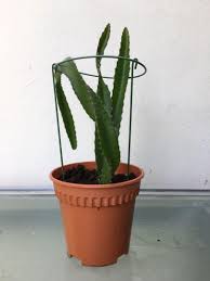 Gently press the soil down around the plant's roots to remove all air pockets. Dragon Fruit Plant Furniture Home Living Gardening Plants Seeds On Carousell