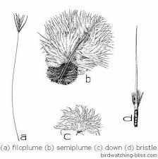 Bird Feathers Id Structure Types Colors