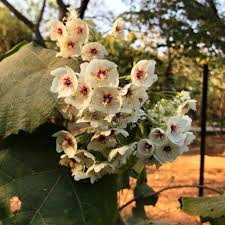 Image result for Dombeya torrida