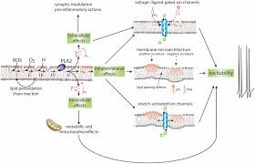 Use matching coloring writing tools to trace and color. Frontiers Phospholipase A2 Nexus Of Aging Oxidative Stress Neuronal Excitability And Functional Decline Of The Aging Nervous System Insights From A Snail Model System Of Neuronal Aging And Age Associated Memory