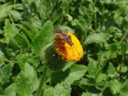 Image result for Crassocephalum vitellinum