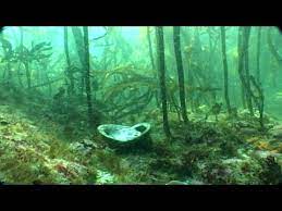 Take control of the land in the insanely fun fantasy race small world 2; Schulfilm 360 Die Geo Reportage Die Abalone Wilderer Dvd Vorschau Youtube