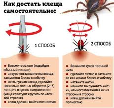 Sobaku Ukusil Klesh Chto Delat Simptomy I Lechenie Ukusa Klesha