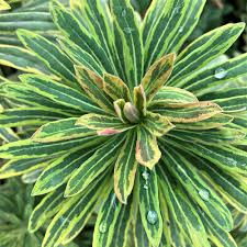 Image result for Euphorbia memoralis