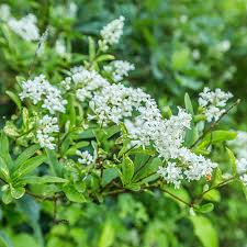 Image result for ligustrum ovalifolium