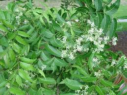 Maybe you would like to learn more about one of these? Fresh Neem Leaves Buy Fresh Neem Leaves In Chennai Tamil Nadu India From Hipster Enterprises