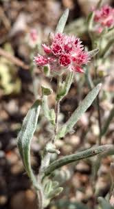 Image result for Helichrysum argyrosphaerum