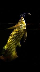 Pin Oleh Aries Adeksa Di Arowana Ikan Eksotis Ikan Akuarium Ikan Cupang