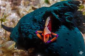 Image result for Corallocarpus schimperi