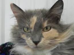 Adopt Daisy On Petfinder Calico Cat Cats Animal Shelter
