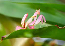 Praying mantis, london, united kingdom. The Orchid Mantis A Beautiful But Deadly Master Of Disguise Kids Discover