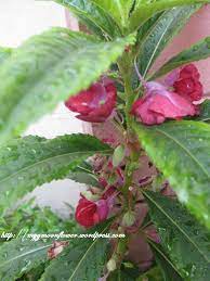 Inai atau nama saintifiknya lawsonia inermis adalah sejenis pokok yang mempunyai khasiat dan nilai perubatan yang tinggi terutamanya bahagian daunnya. Inai Air