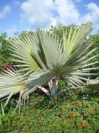 Image result for Latania loddigesii