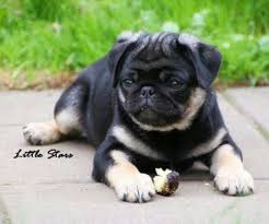 Black And Tan Pug Puppies Pin On Too Cute