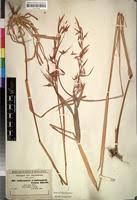 Image result for Hyparrhenia tamba