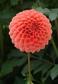 Pin On Flowers
