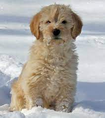 The shiba inu dog breed was originally bred to flush birds and small game, and was occasionally used to hunt wild boar. Chester The Retriever Mix Retriever Mix Labradoodle Retriever Poodle Mix Puppies