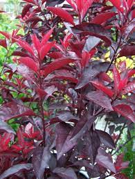 Plant and flower shapes of the perennials are also important, as are the shape and size of the leaves. Prunus X Cistena Purpleleaf Sandcherry Roof Garden Plants Red Shrubs Garden Shrubs