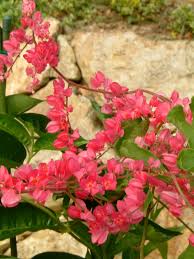 Image result for Antigonon