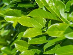 Description, photos and cultivation tips for bushes and trees for fast growing screening. I Need A Fast Growing Hedge For Privacy Lovethegarden