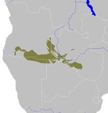 Image result for Baikiaea