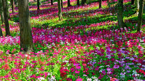 Beautiful, free images gifted by the world's most generous community of photographers. Flower Garden Wallpaper Background Hd