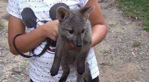 Familia Aciona Policia Ambiental Apos Perceber Que Adotou Animal Selvagem Por Engano Em Pinda Vale Do Paraiba E Regiao G1