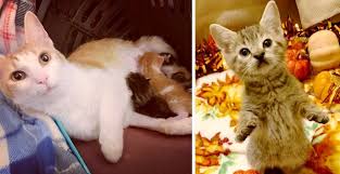 Cat Had Her 4 Kittens Through Help One Of Them Is Determined To Stand Out