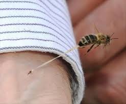 Maybe you would like to learn more about one of these? Les 25 Meilleures Idees De La Categorie Traiter Les Piqures D Abeilles Sur Pinterest Apiculture Ruches D Abeilles Et Abeilles