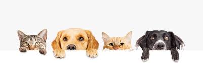 Get the inside scoop on jobs, salaries, top office locations, and ceo insights. Wags And Whiskers Pet Resort