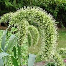 Image result for Setaria italica