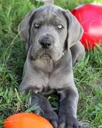 8 weeks old blue great dane puppy fergus great dane dogs great dane great dane puppy