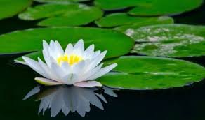 9 Contoh Serta Cara Tumbuhan Menyesuaikan Diri Dengan Lingkungannya Ruangbiologi Co Id