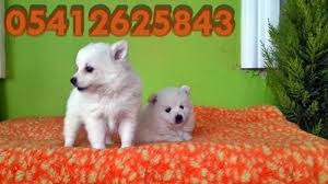 Spitz Yavru Egitimi Egitim