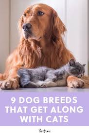 9 Dogs That Get Along With Cats Just Purr Fectly Family Dogs Breeds Dogs Best Dogs For Families