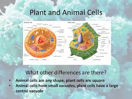 Why animal cells have small vacuoles. Plant And Animal Cells Which 2 Organelles Do You Only Find In Plant Cells Cell Wall And Chloroplast Ppt Download